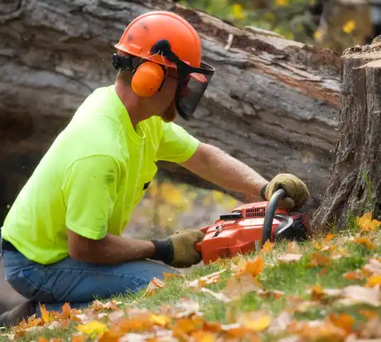 tree services Brocton